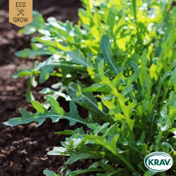 Rucolasallat - Common, EKO