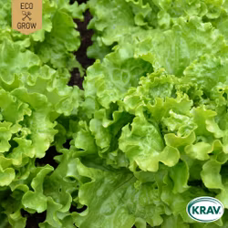 Plocksallat - Green Salad Bowl, EKO