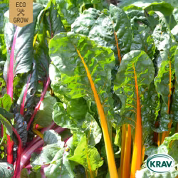 Mangold Mix - Rainbow Mix, EKO