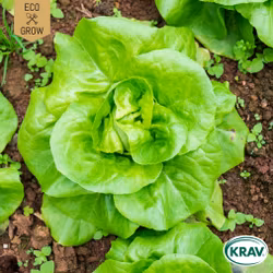 Huvudsallat - May King, EKO