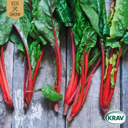 Mangold - Red Rhubarb, EKO