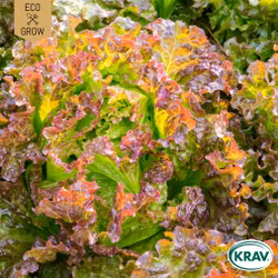 Bataviasallat - Merveille des Quatre Saisons, EKO