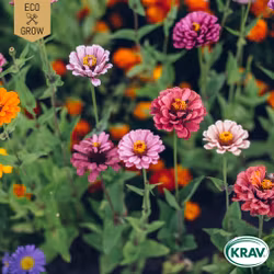 Zinnia - Carrousel, EKO