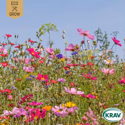 Sommarblom - Honey Bee Mixture, EKO