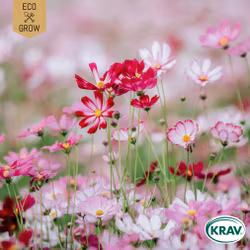 Rosenskära - Sensation Mix, EKO