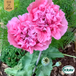 Pionvallmo - Carnation Rose, EKO