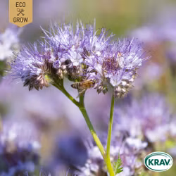 Honungsfacelia - Purple Tansy, EKO