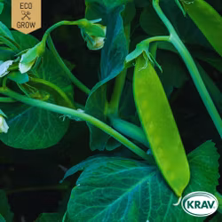 Sockerärt - Norli, EKO