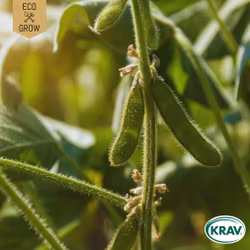 Sojaböna - Edamame Green Shell, EKO