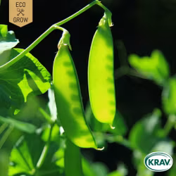 Sockerärt - Heraut, EKO