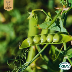 Märgärt - Wonder of Kelvedon, EKO