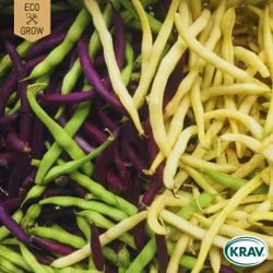 Buskböna Mix - Rainbow Mix, EKO