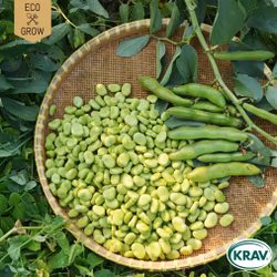 Bondböna - Superaguadulce, EKO