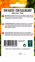 STOR TAGETES - CLINTON