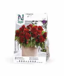 Begonia, dubbel storbl. Röd
