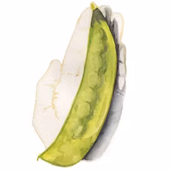 Ärta Lokförare Bergfälts Jätteärt