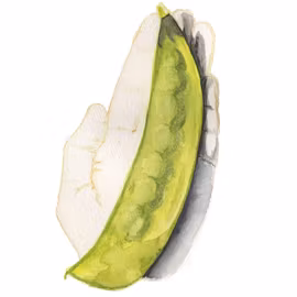 Ärta Lokförare Bergfälts Jätteärt