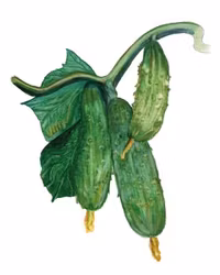 Gurka Northern Pickling