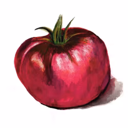 Bifftomat Cherokee Purple