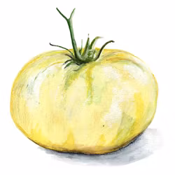 Bifftomat Great White