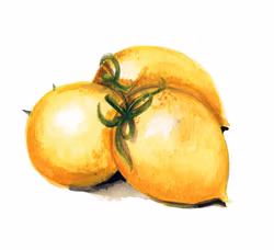 Vintertomat Vesuvio Giallo