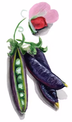 Böna Sugar Magnolia