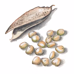 Puggor från Ballingslöv-Glimåkra