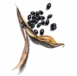 Böna Oves Lilla Svarta