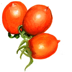 Körsbärstomat Ruthje