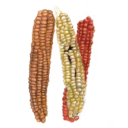 Mjölmajs Magic Manna