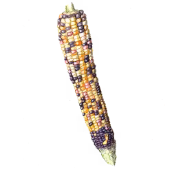 Sockermajs Painted Hill