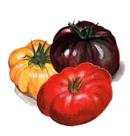 Tomat Brandywine mix