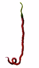 Chili Thunder Mountain Longhorn