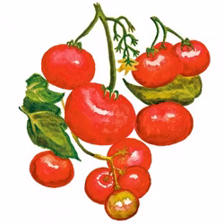 Busktomat Grekisk Balkong