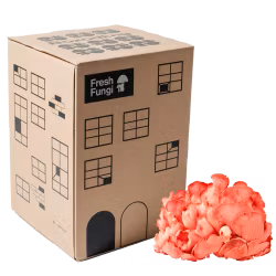 Pink Oyster - Svampbox