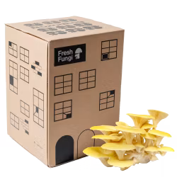 Gul Ostronskivling - Svampbox