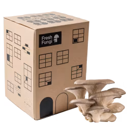 Grå Ostronskivling - Svampbox