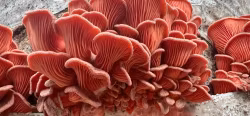 Pink Oyster - Svampbox