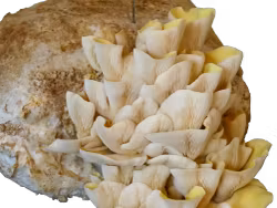 Gul Ostronskivling - Svampbox