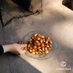 Stuttgart Riesen - gul lök 250g