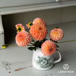 Coral Charm