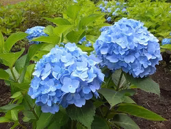 Hortensia Blå 250g