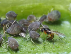Nyttodjur mot Bladlöss