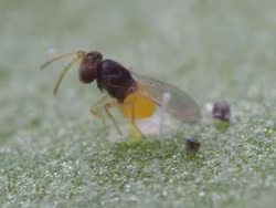 Nyttodjur mot vita flygare (Mjöllöss)