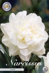 Stjärnnarciss Double obdam