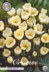 Bägarkrokus Cream Beauty