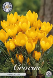 Gullkrokus Golden Yellow