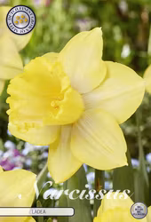 Stjärnnarciss Trumpet Ladea