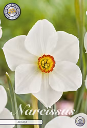 Pingstlilja Large Cup Actea