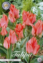 Botanisk Tulpan Toronto